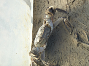 秋天稻田養(yǎng)蟹主動上岸，手撿即可捉盡