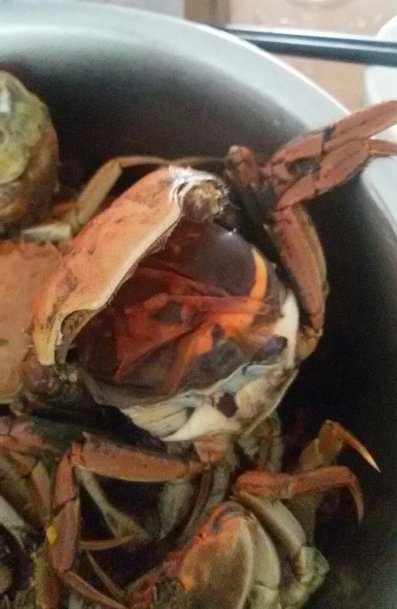 盤錦河蟹六月黃，又名紅衣蟹