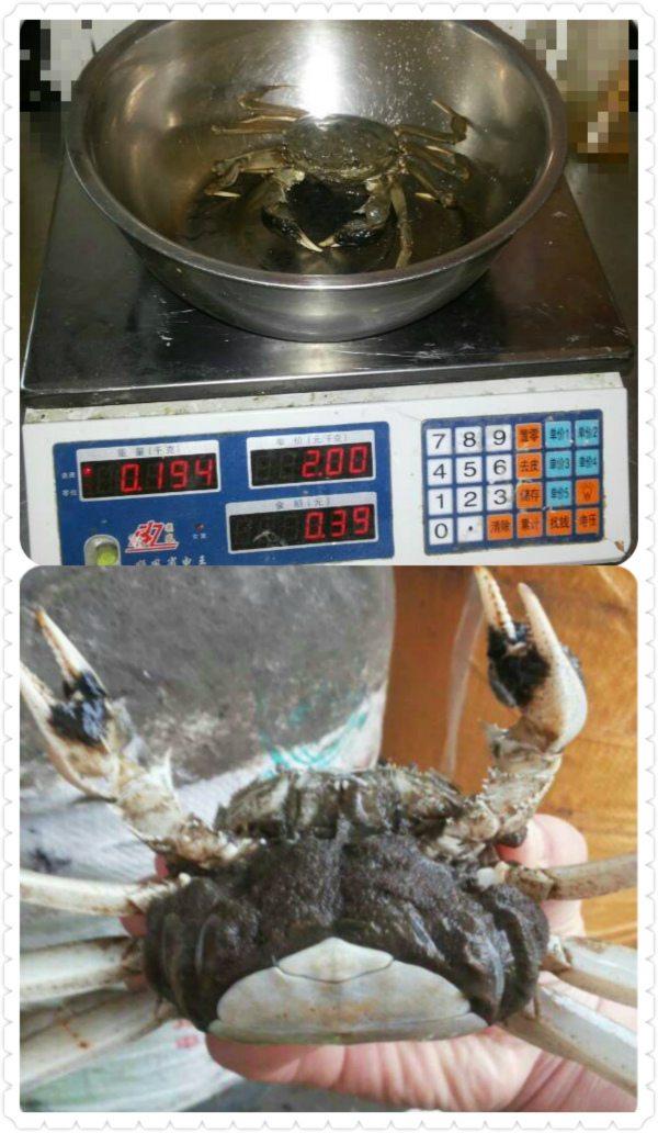 二力蟹苗養(yǎng)殖基地獨家采用四兩重的受孕抱卵母蟹親本