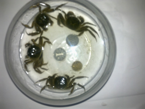 如紐扣大小的中華絨螯蟹蟹苗-扣蟹