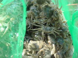 山西大同池塘放養(yǎng)中華絨螯蟹-扣蟹苗現(xiàn)場