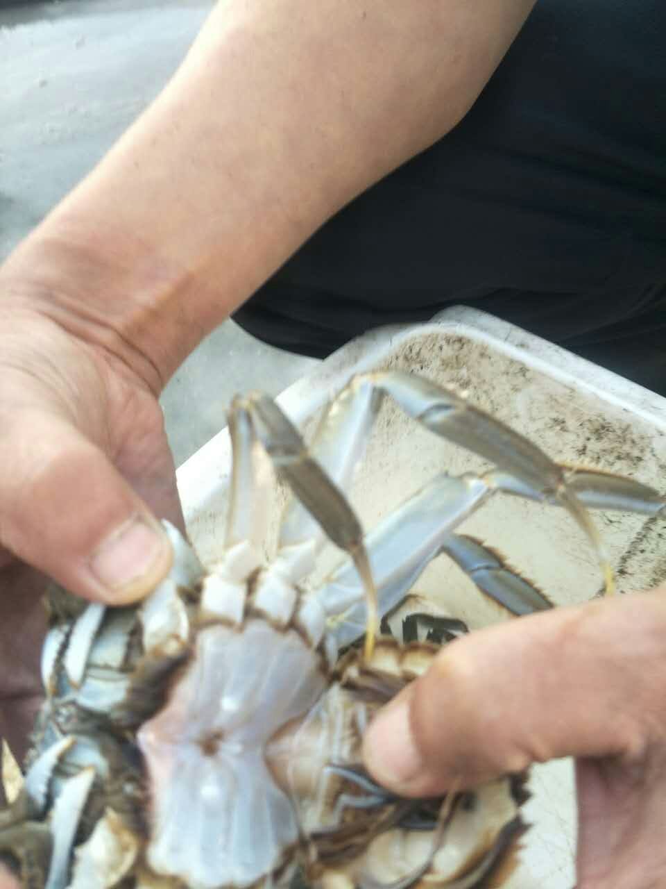 2017年盤錦二力河蟹8月20日上市