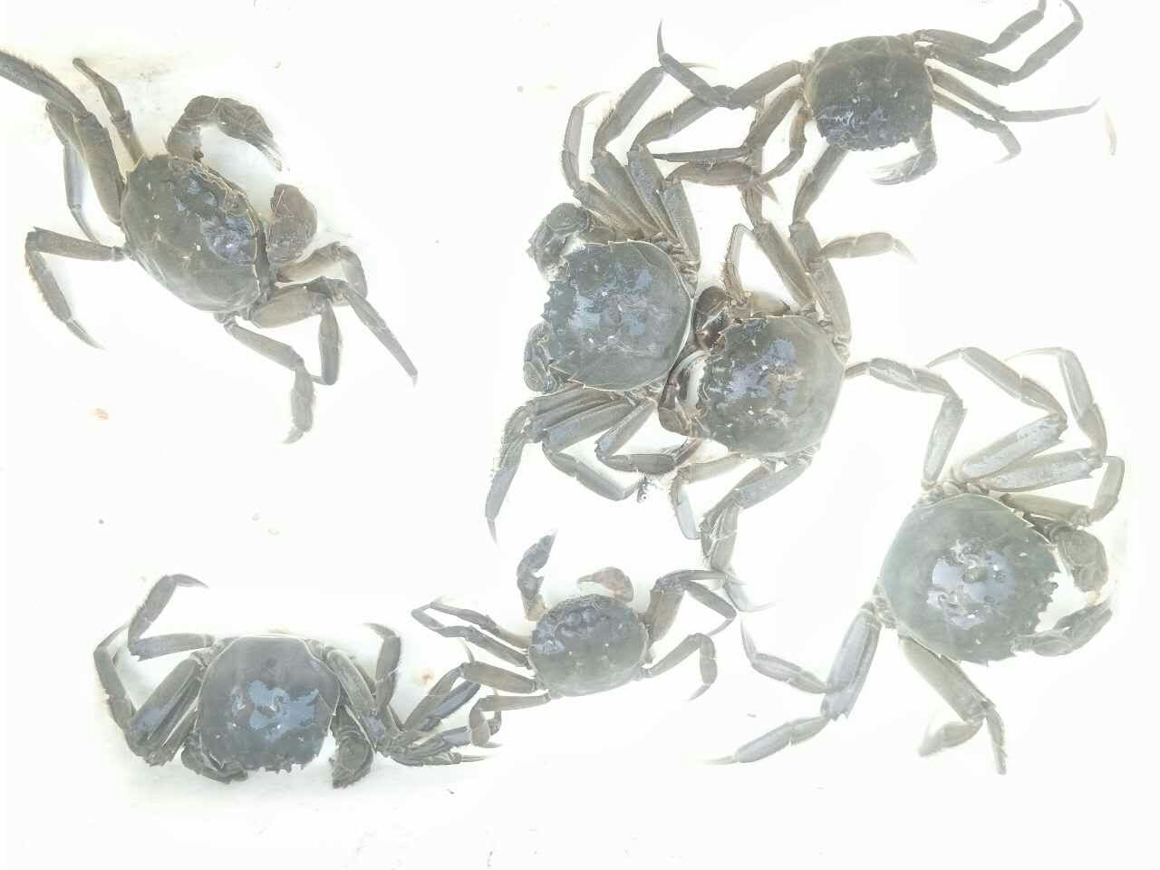 2017年8月13日盤錦河蟹二力養(yǎng)殖基地圖片