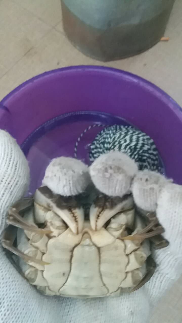 快速捆綁螃蟹方法，最快時(shí)間11秒一個(gè)。