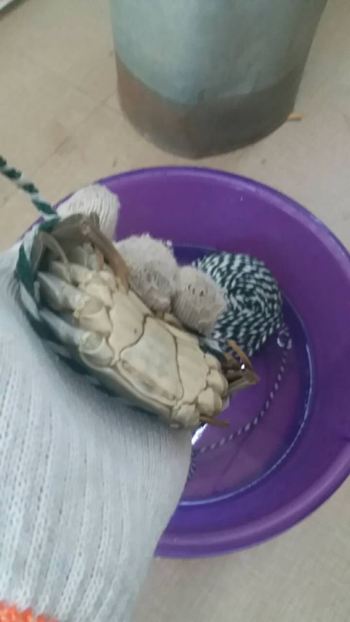 盤錦河蟹捆綁方法