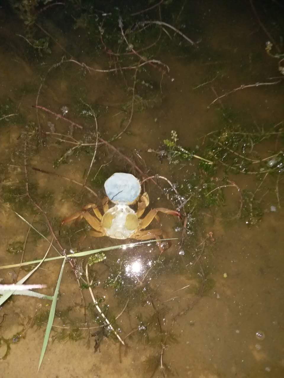 二力有機(jī)河蟹第五次脫殼蟹圖片