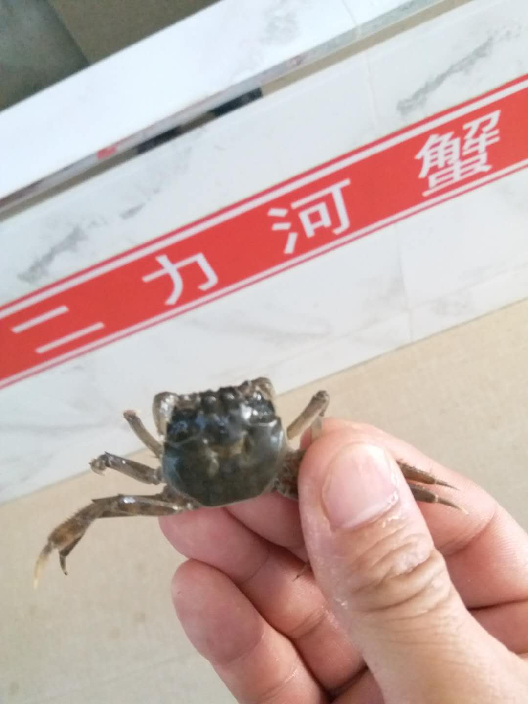 2018年盤錦蟹苗批發(fā)價(jià)格表