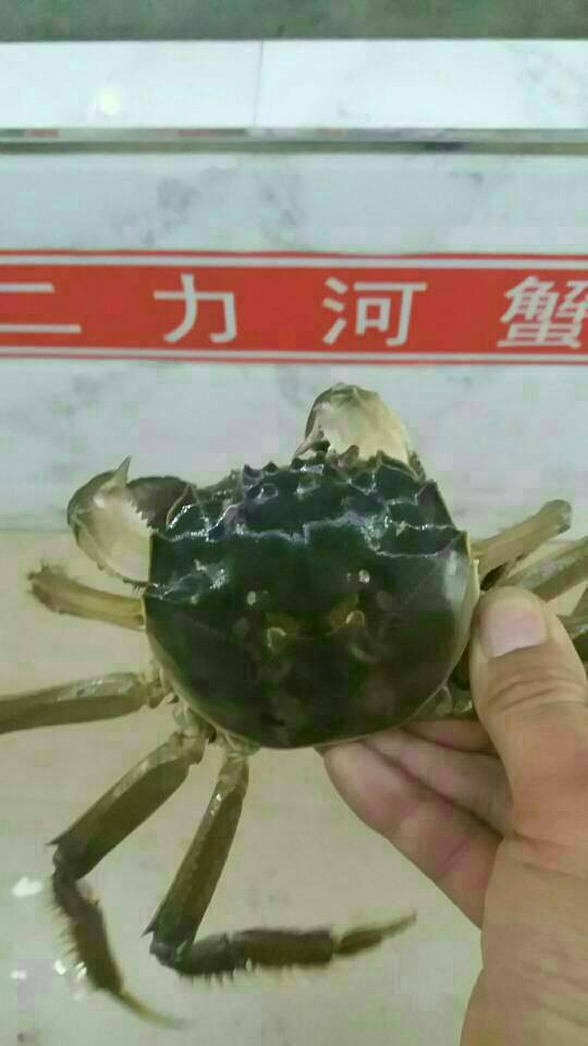 望聞問切法挑選正宗優(yōu)質(zhì)盤錦河蟹