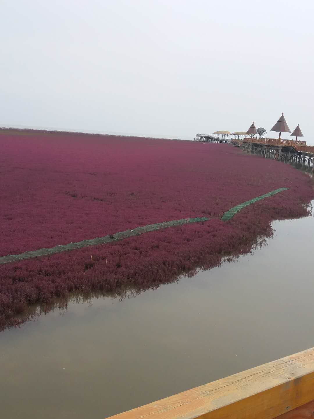 盤錦紅海灘里面的螃蟹能吃嗎