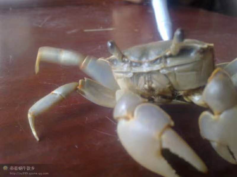 盤錦紅海灘里的螃蟹-燒夾子