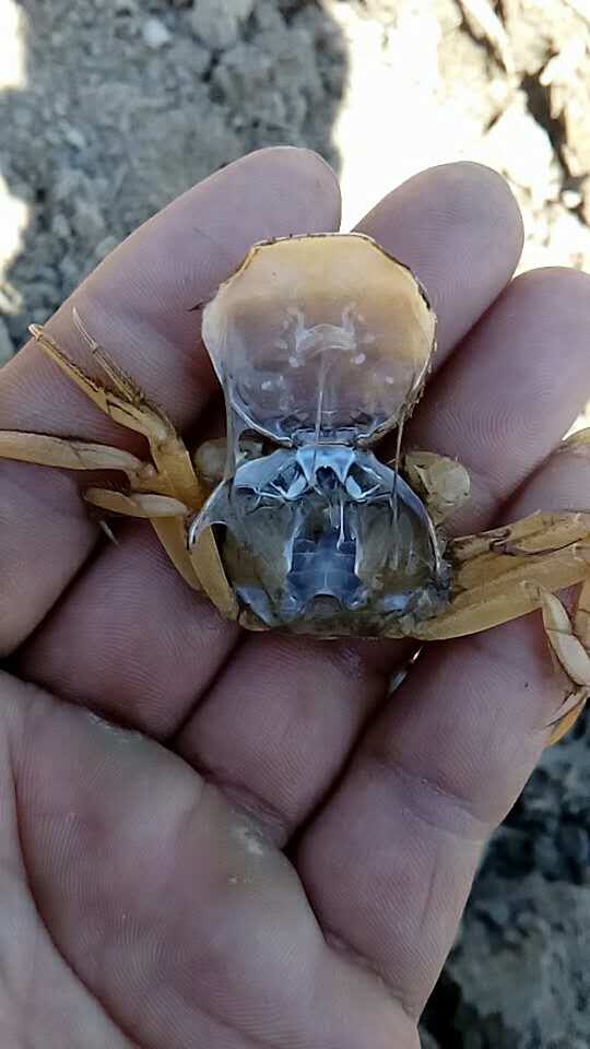 盤錦河蟹具備脫殼再生功能，這是脫下來的蟹殼