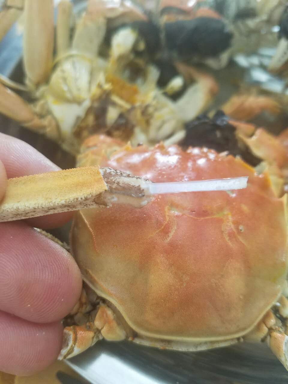 盤錦河蟹蟹腿里的白色筋骨