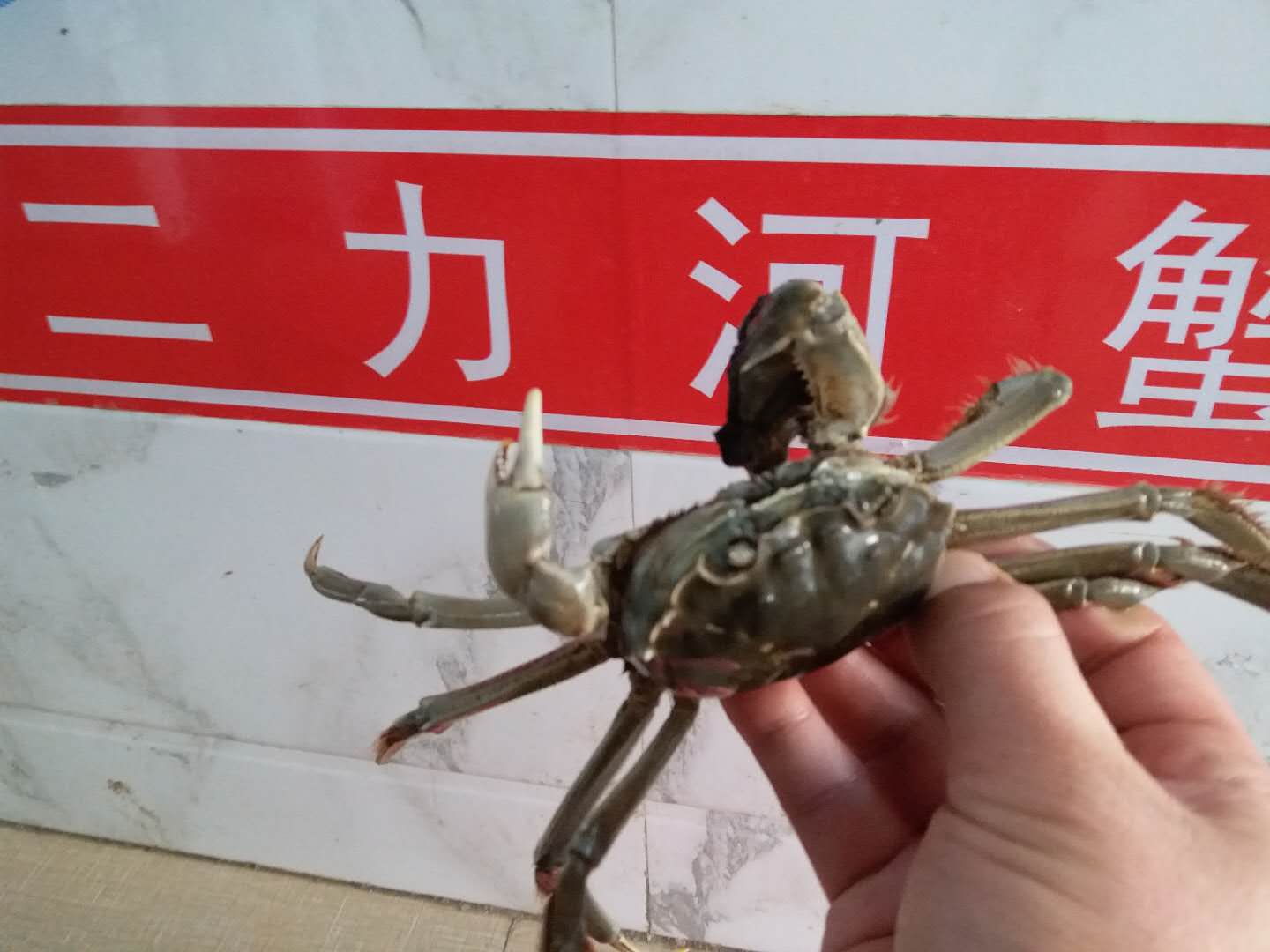 盤錦河蟹骨骼具備很強的再生功能，這是損傷再生一個小的左側(cè)蟹螯。