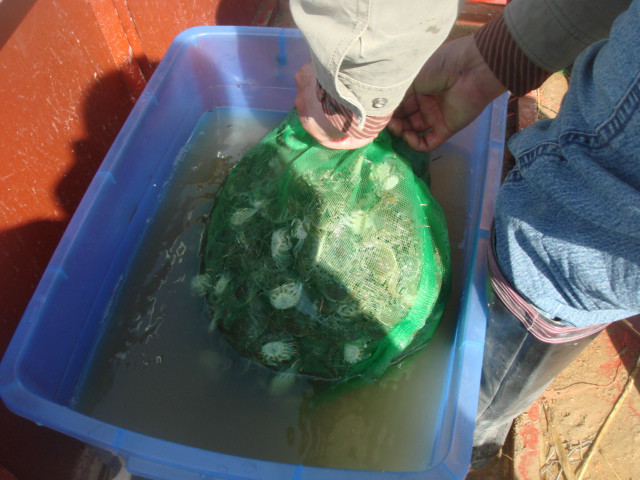 使用抗應(yīng)激與消毒藥處理蟹苗