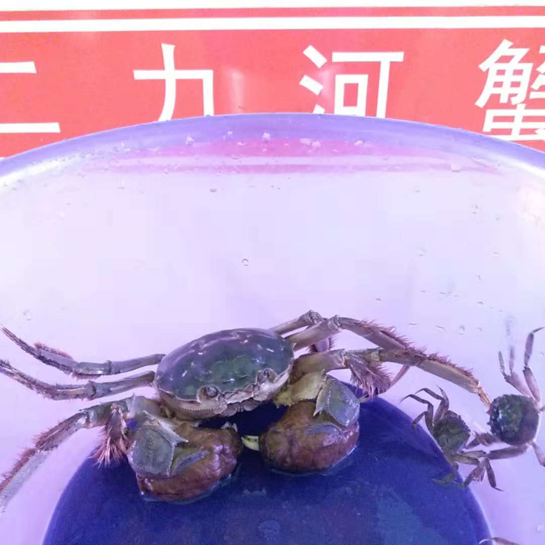 盤錦扣蟹苗多少錢一斤