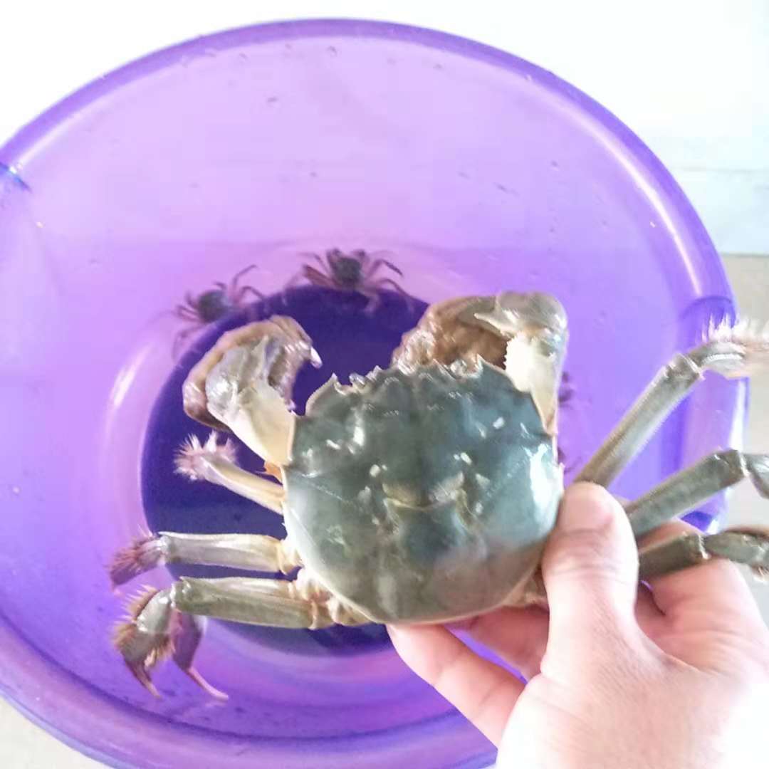 2019年盤錦二力河蟹養(yǎng)殖基地扣蟹價(jià)格