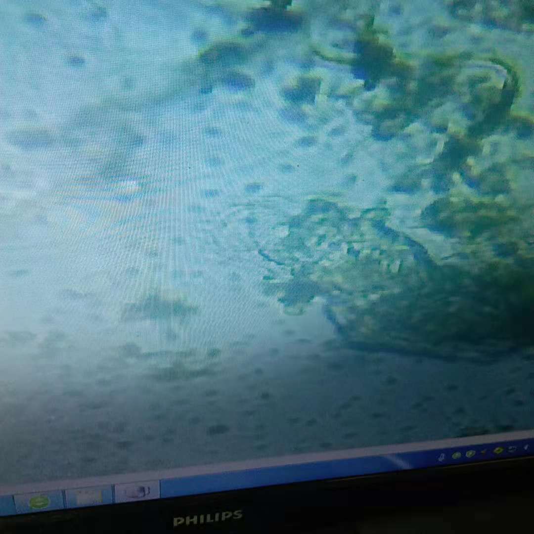 顯微鏡下盤錦河蟹