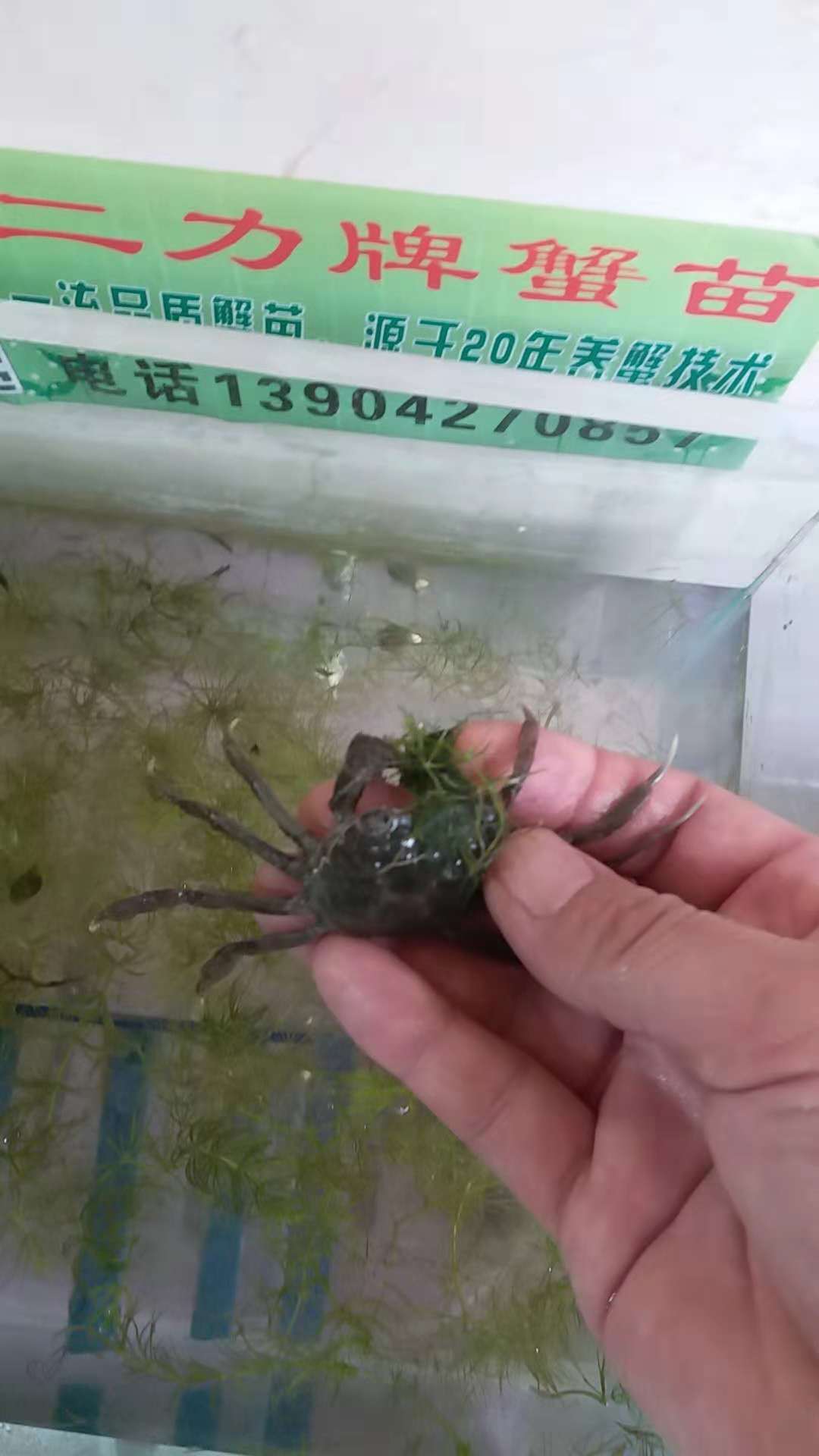 盤錦蟹苗價(jià)格