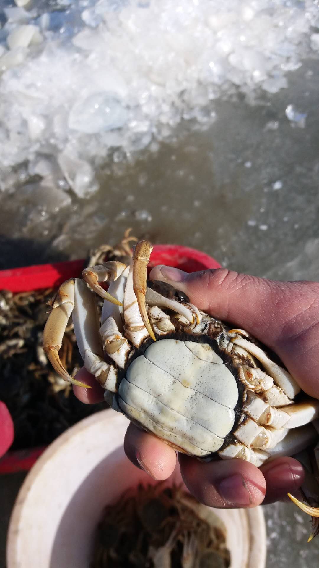 冬季盤錦河蟹