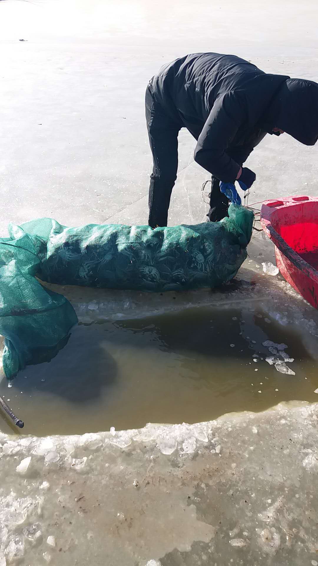 冬季盤錦河蟹起網(wǎng)