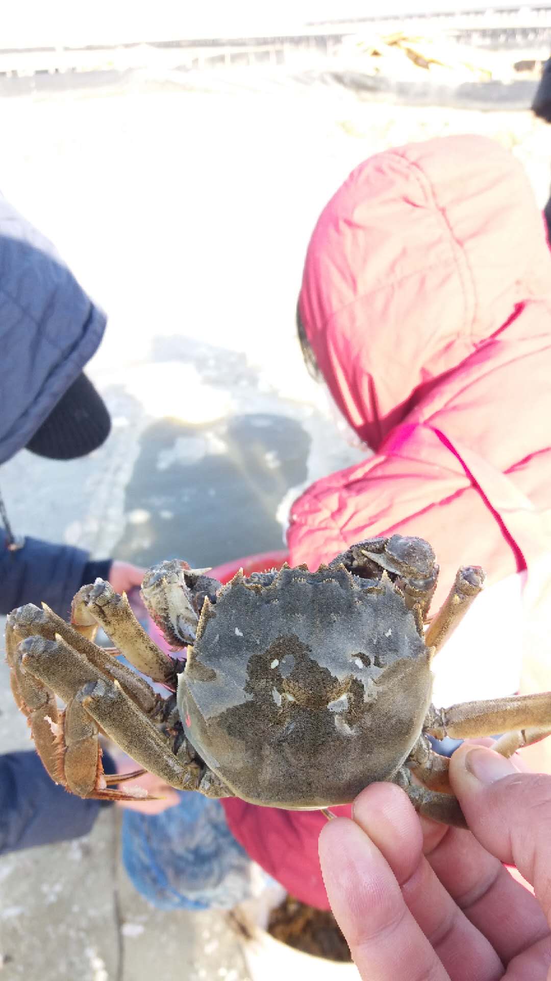 冬季冰下盤錦河蟹