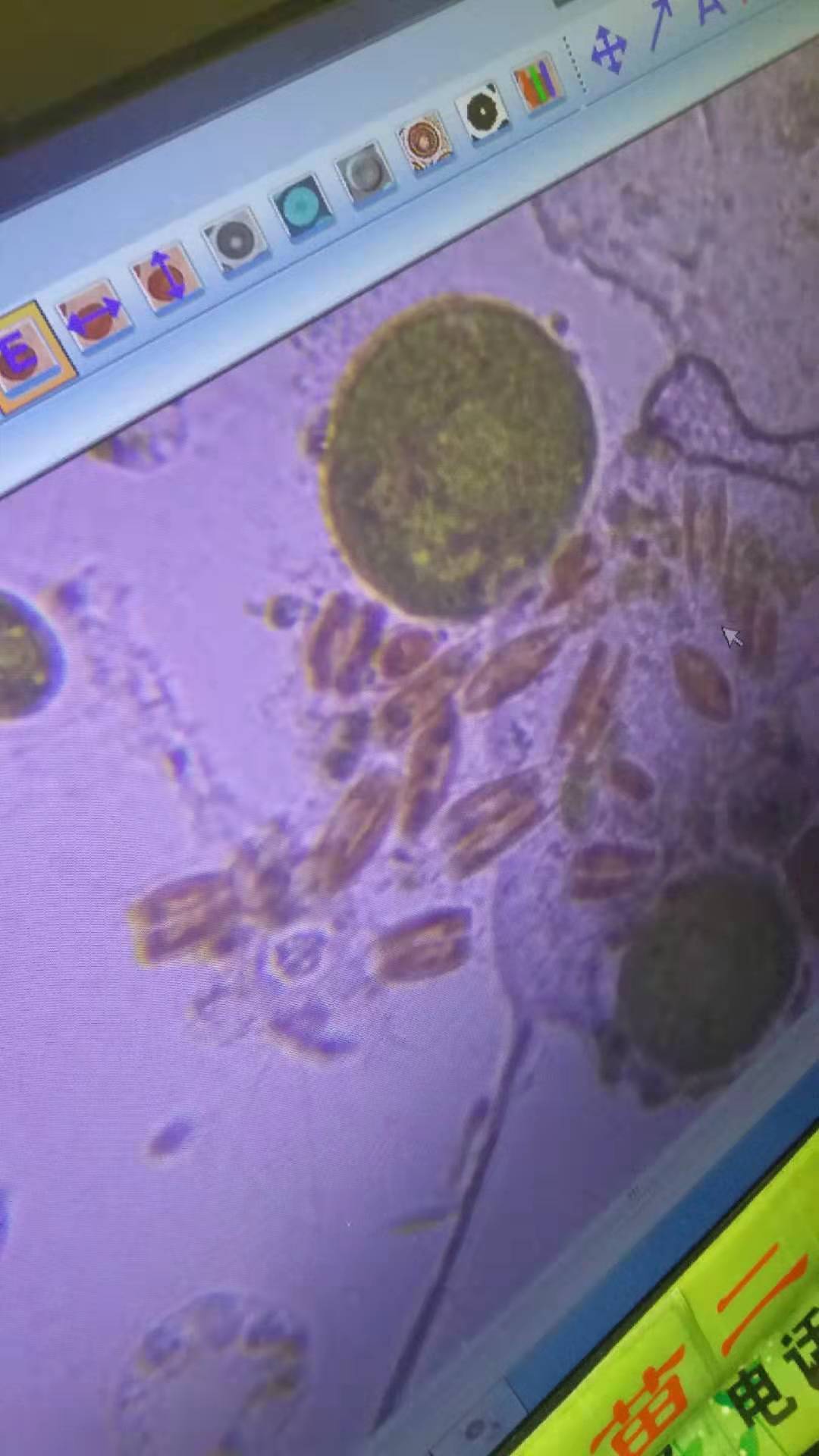 優(yōu)質的河蟹餌料