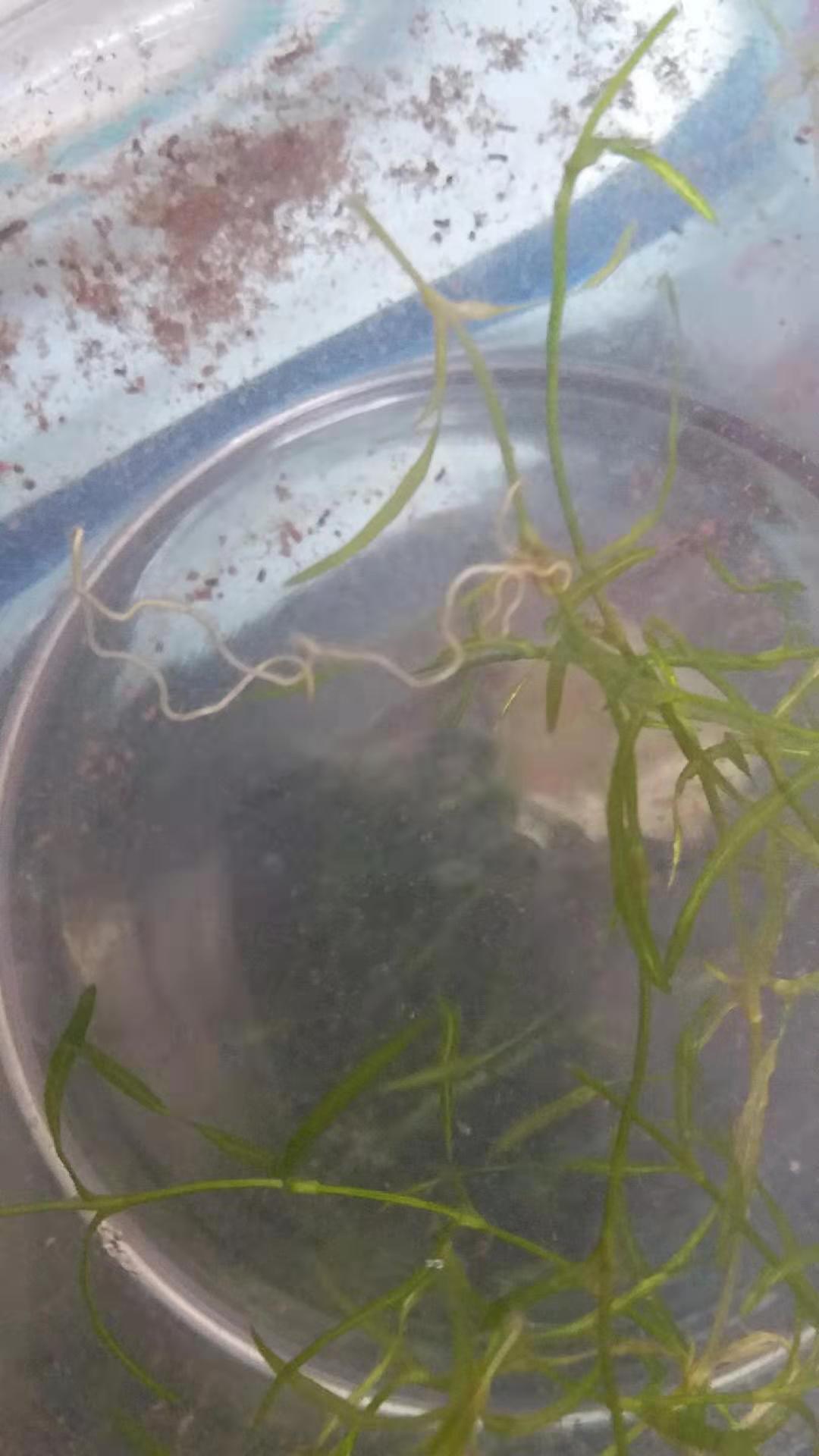 室內培育伊樂藻