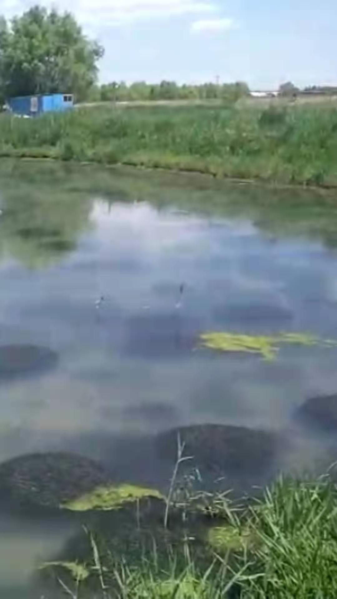 北方養(yǎng)蟹培育的伊樂藻