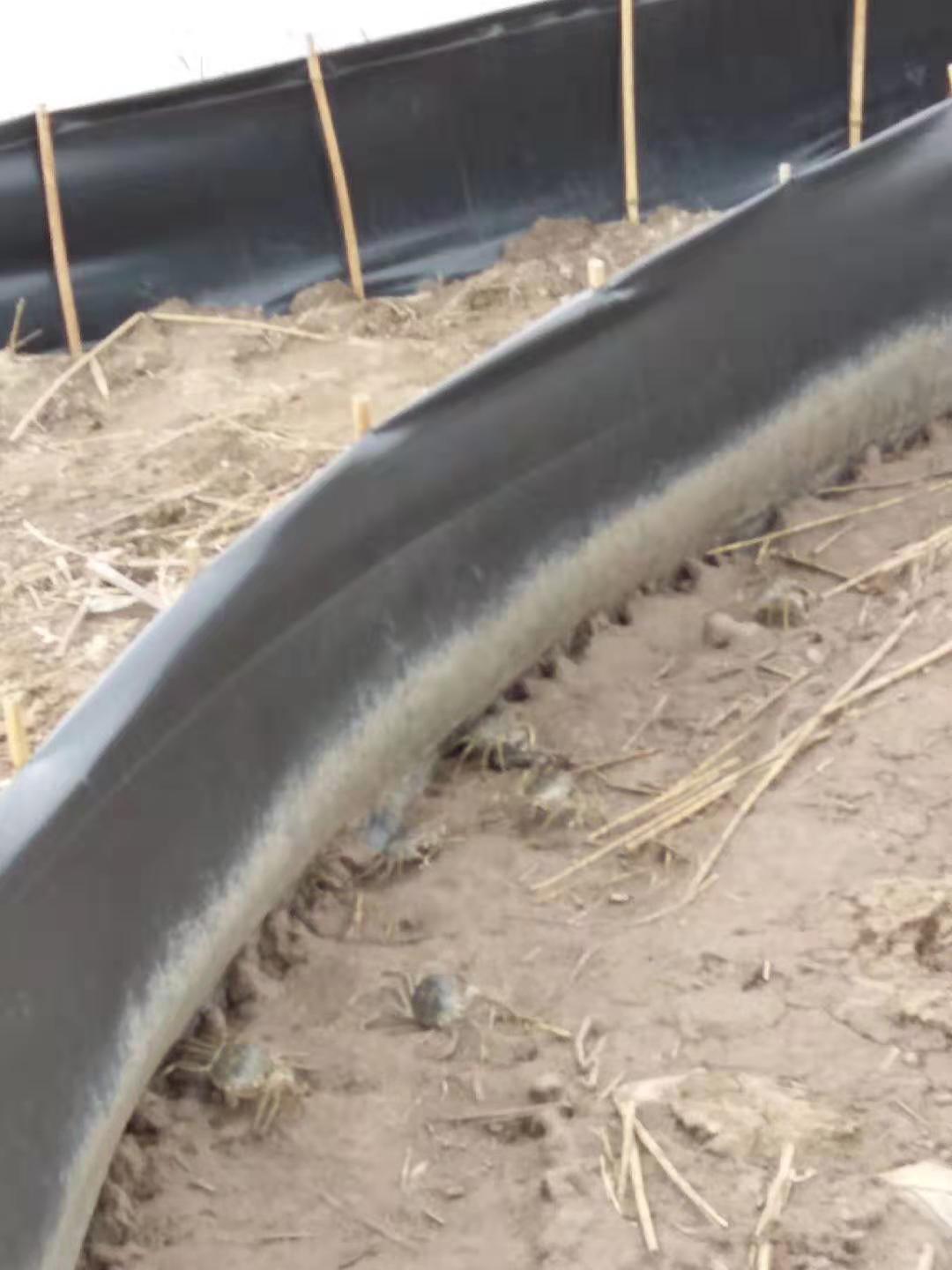 池塘養(yǎng)蟹拐彎處防逃網(wǎng)設(shè)置