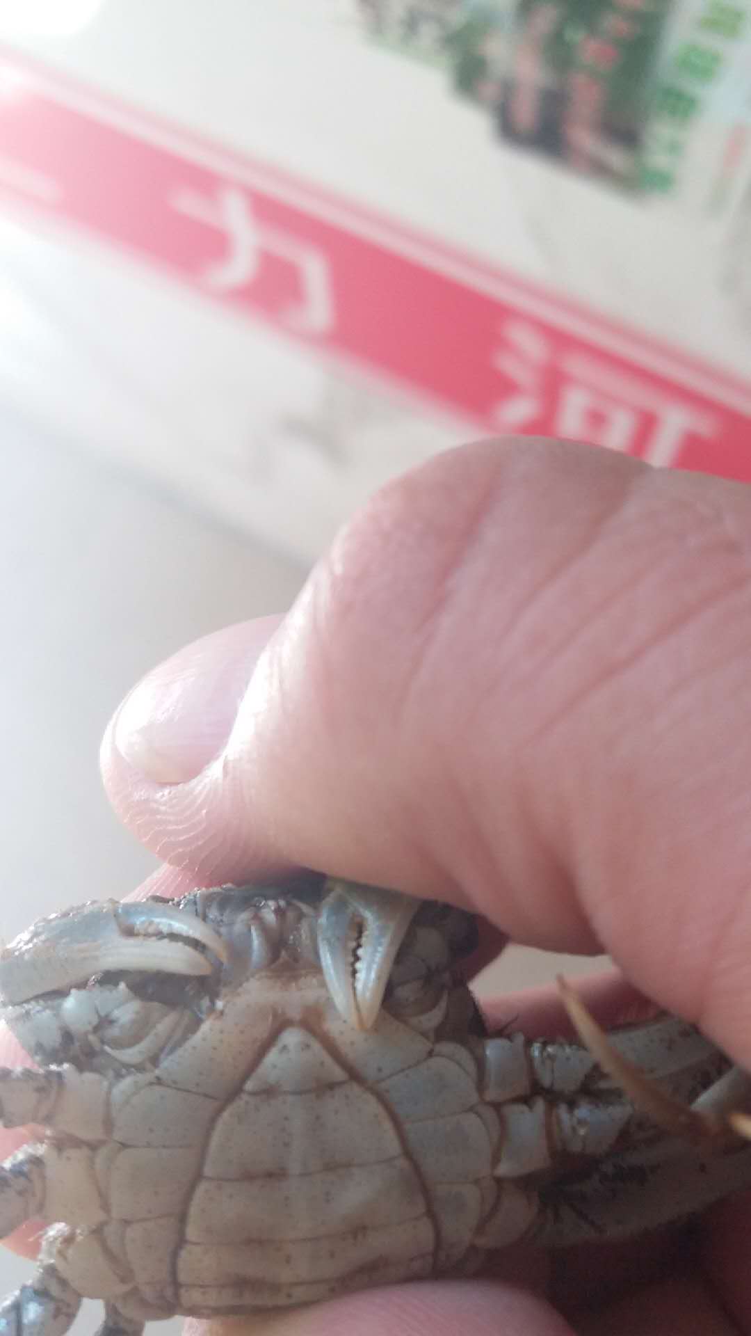 優(yōu)質(zhì)蟹苗長(zhǎng)的啥樣