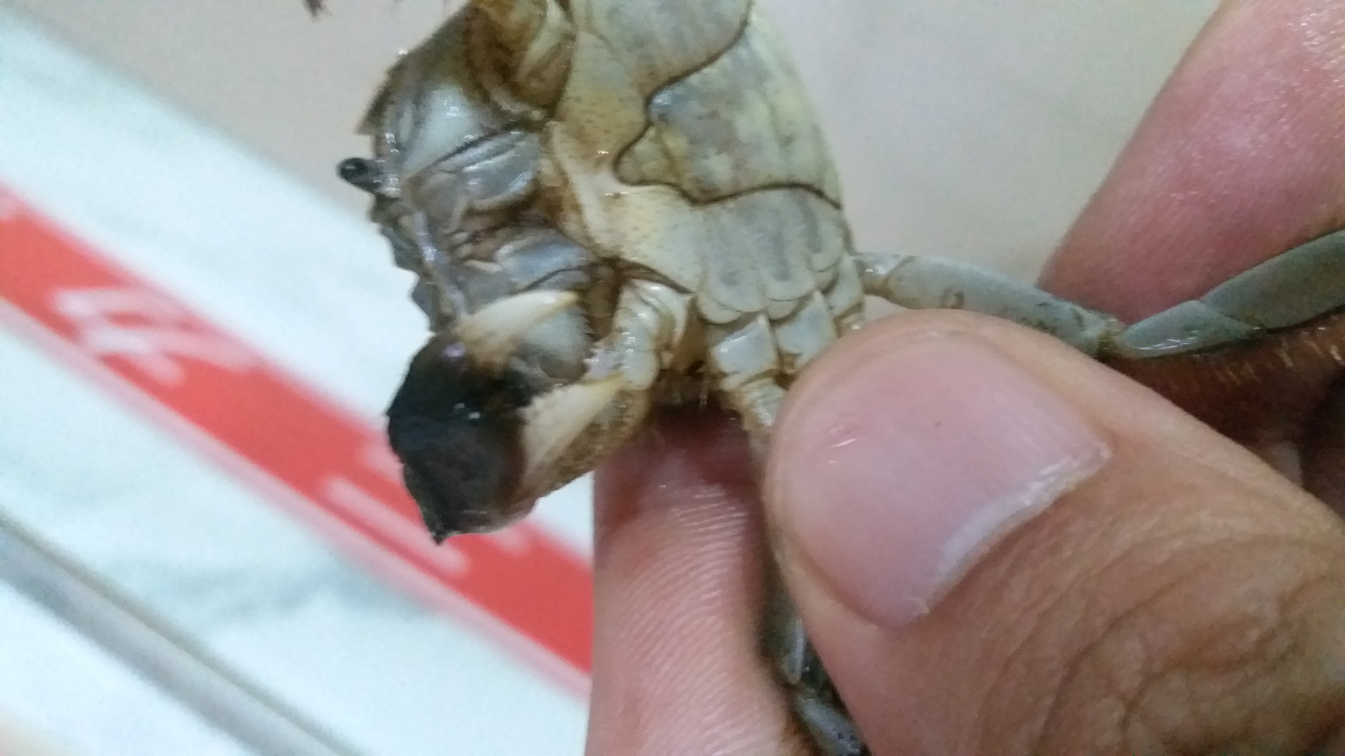 優(yōu)質(zhì)蟹苗長(zhǎng)啥樣