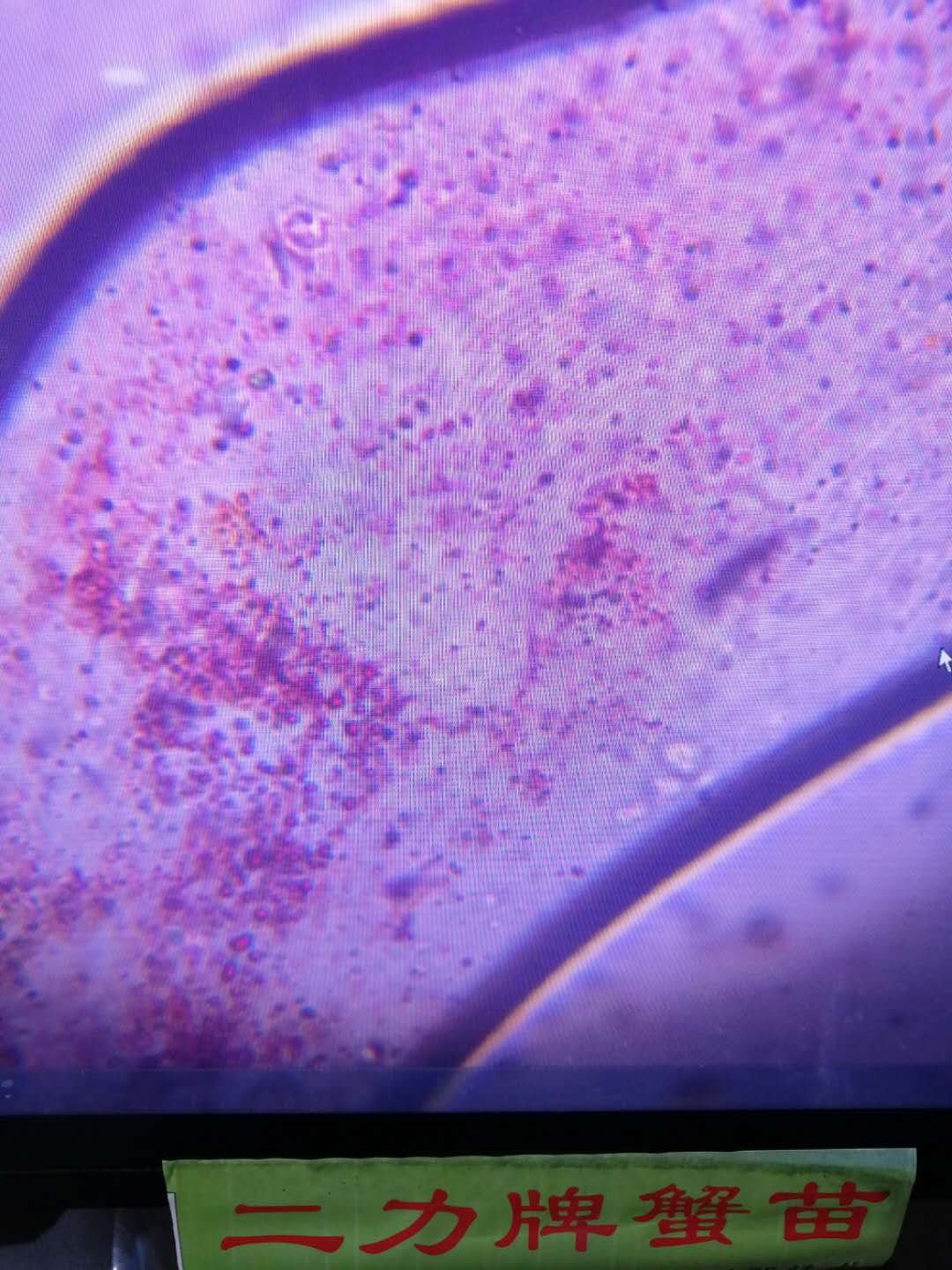 六月黃螃蟹即將脫殼的新殼里深紅色蝦青素結(jié)晶體