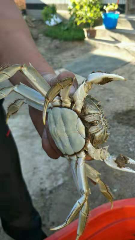 盤(pán)錦野生河蟹圖片