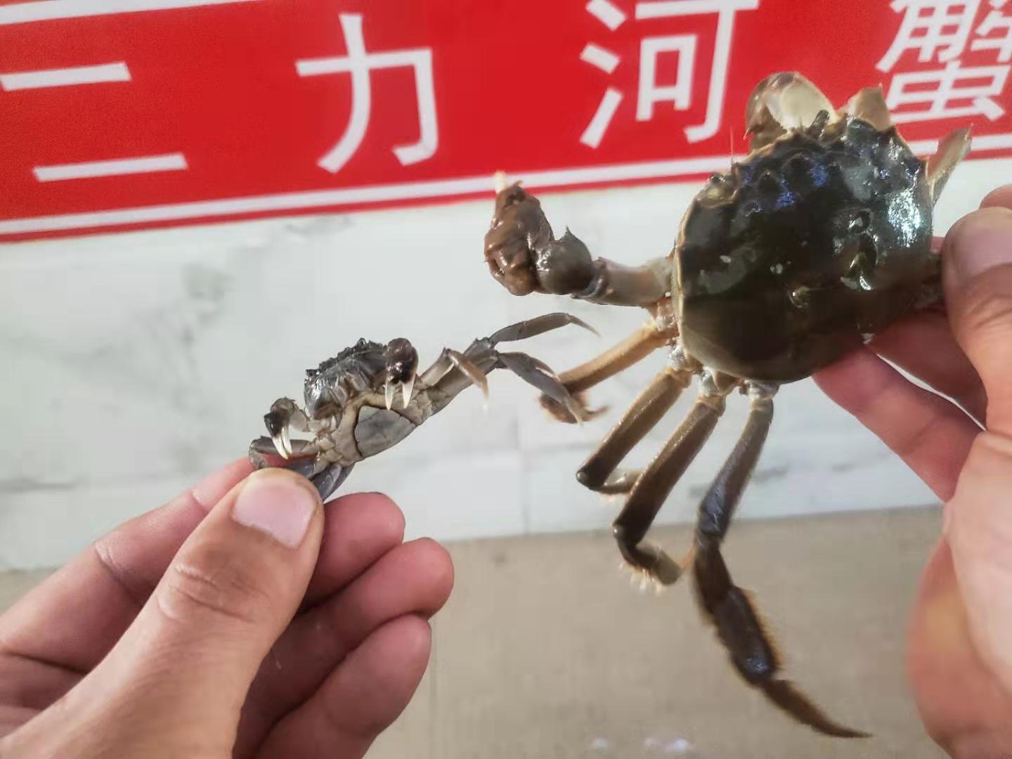 盤錦蟹苗價格表