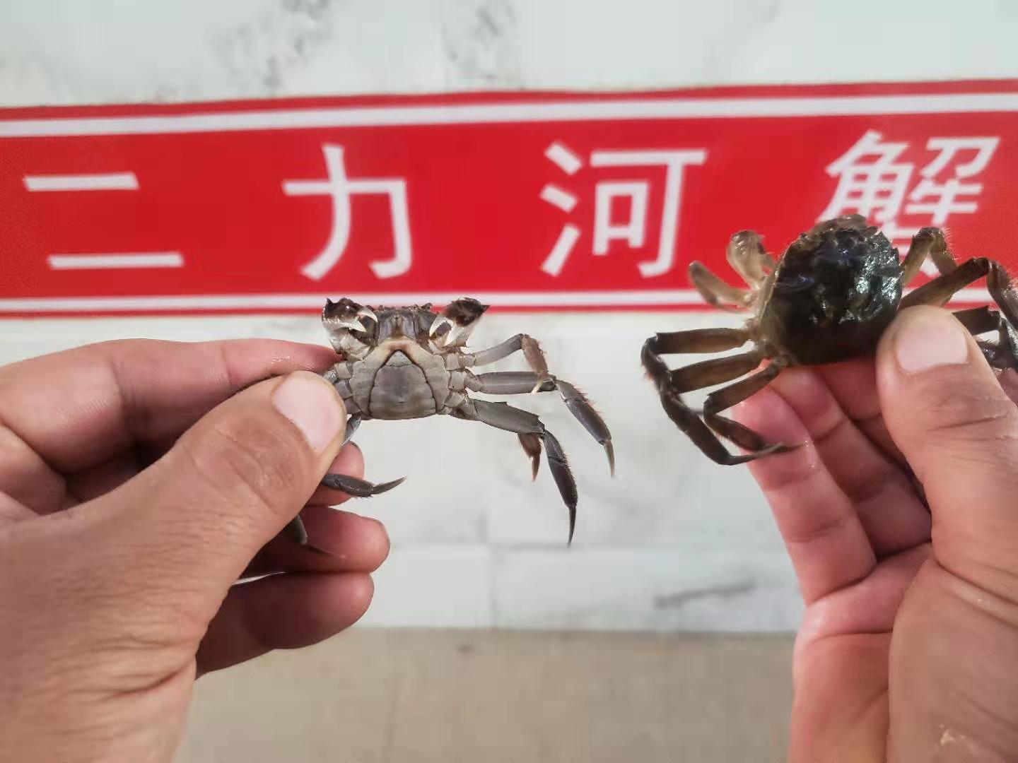 盤錦蟹苗多少錢一斤