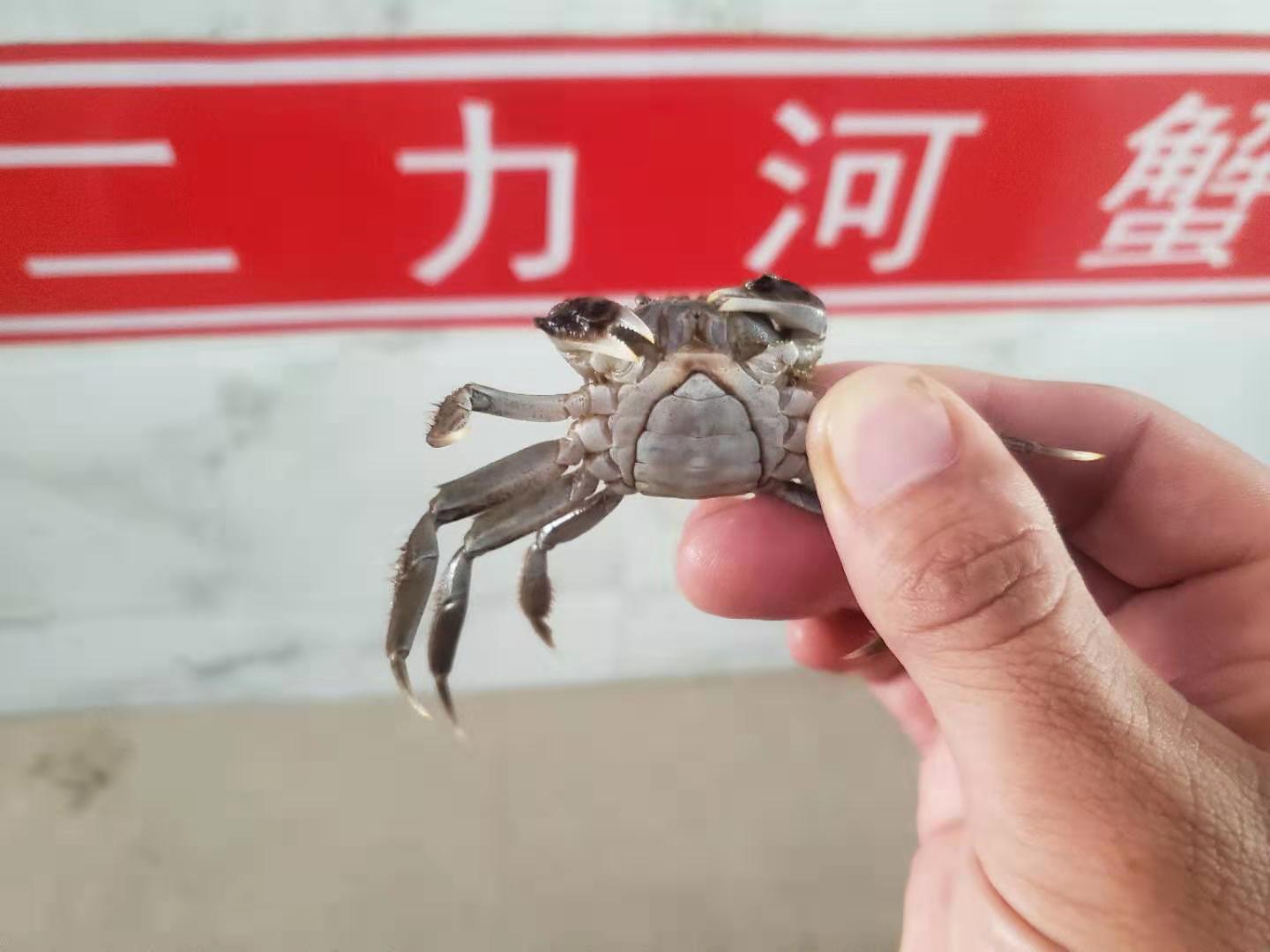 2020年盤錦蟹苗多少錢一斤