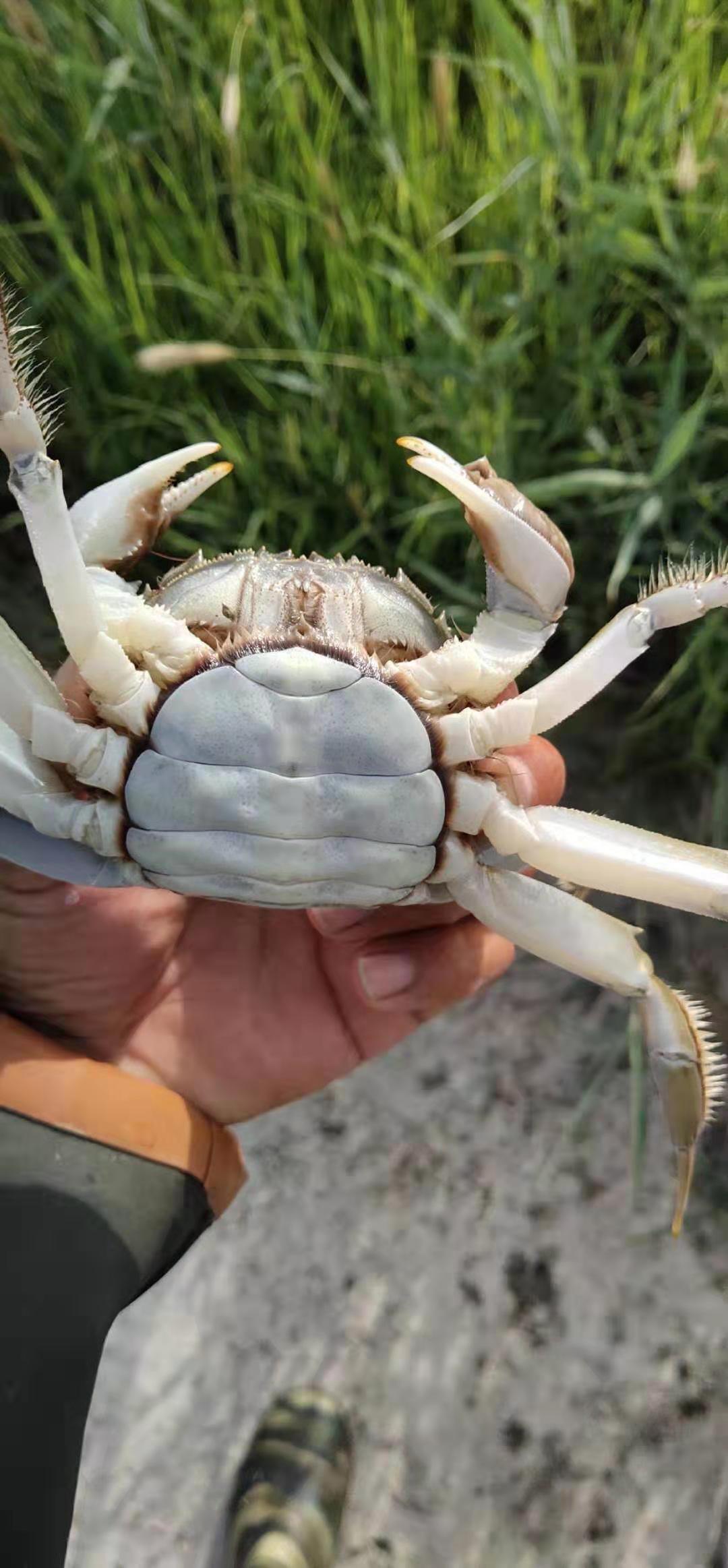 一季雙收稻田，生態(tài)立體種養(yǎng)，稻田蟹中二兩母蟹