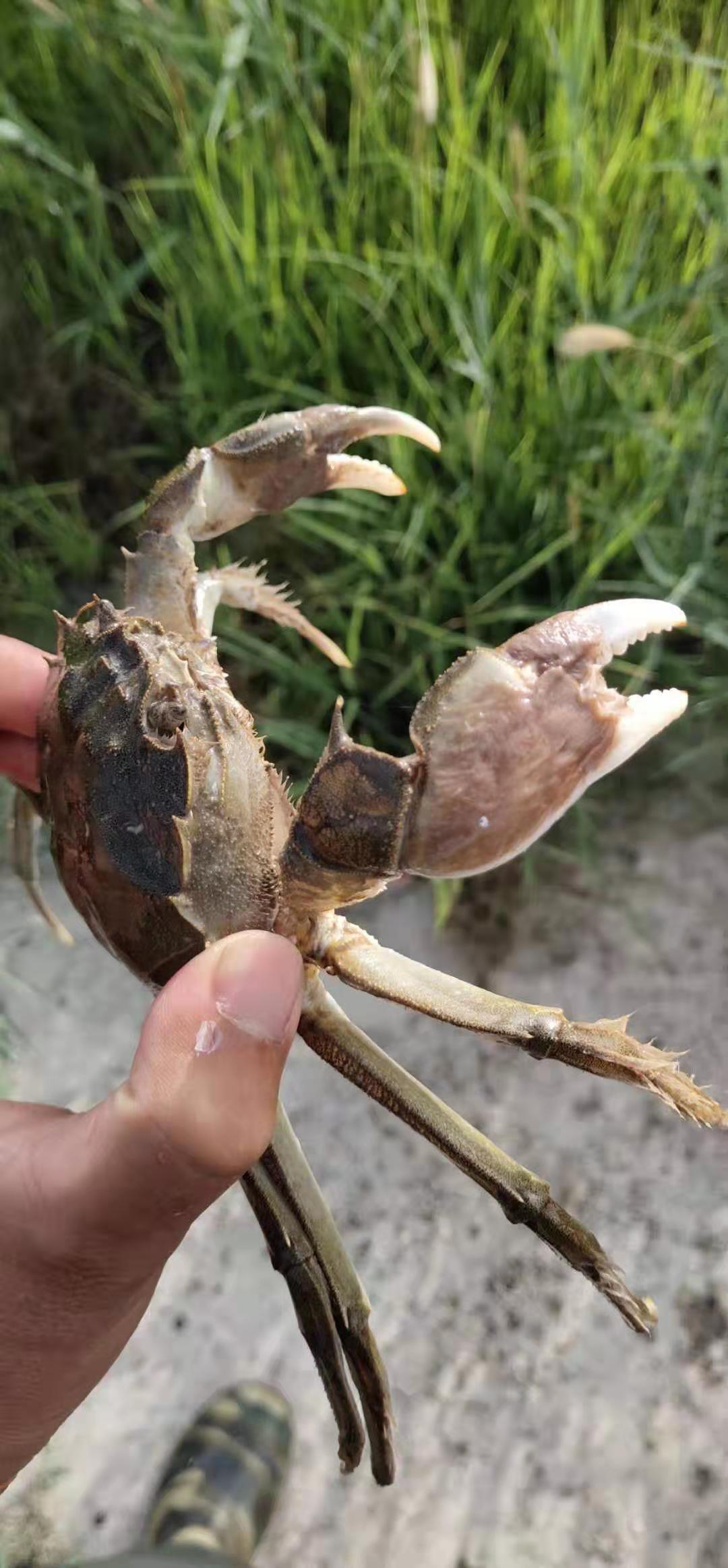 盤錦大米養(yǎng)蟹園