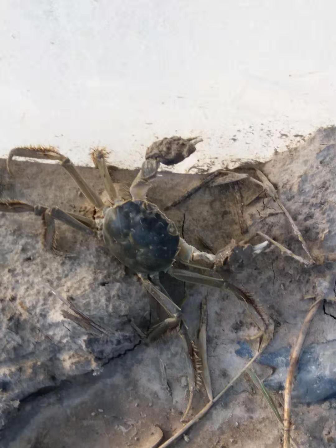 每年八月節(jié)時候，盤錦稻田蟹早早就爬邊了