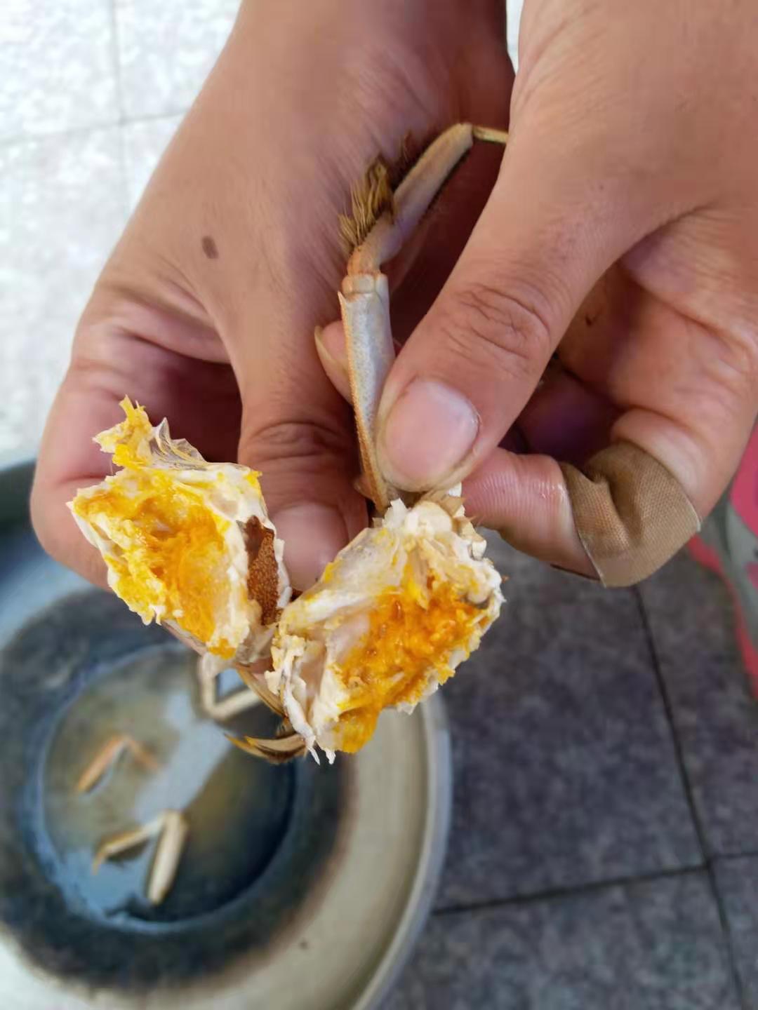 盤錦稻田母蟹，籽都紅了