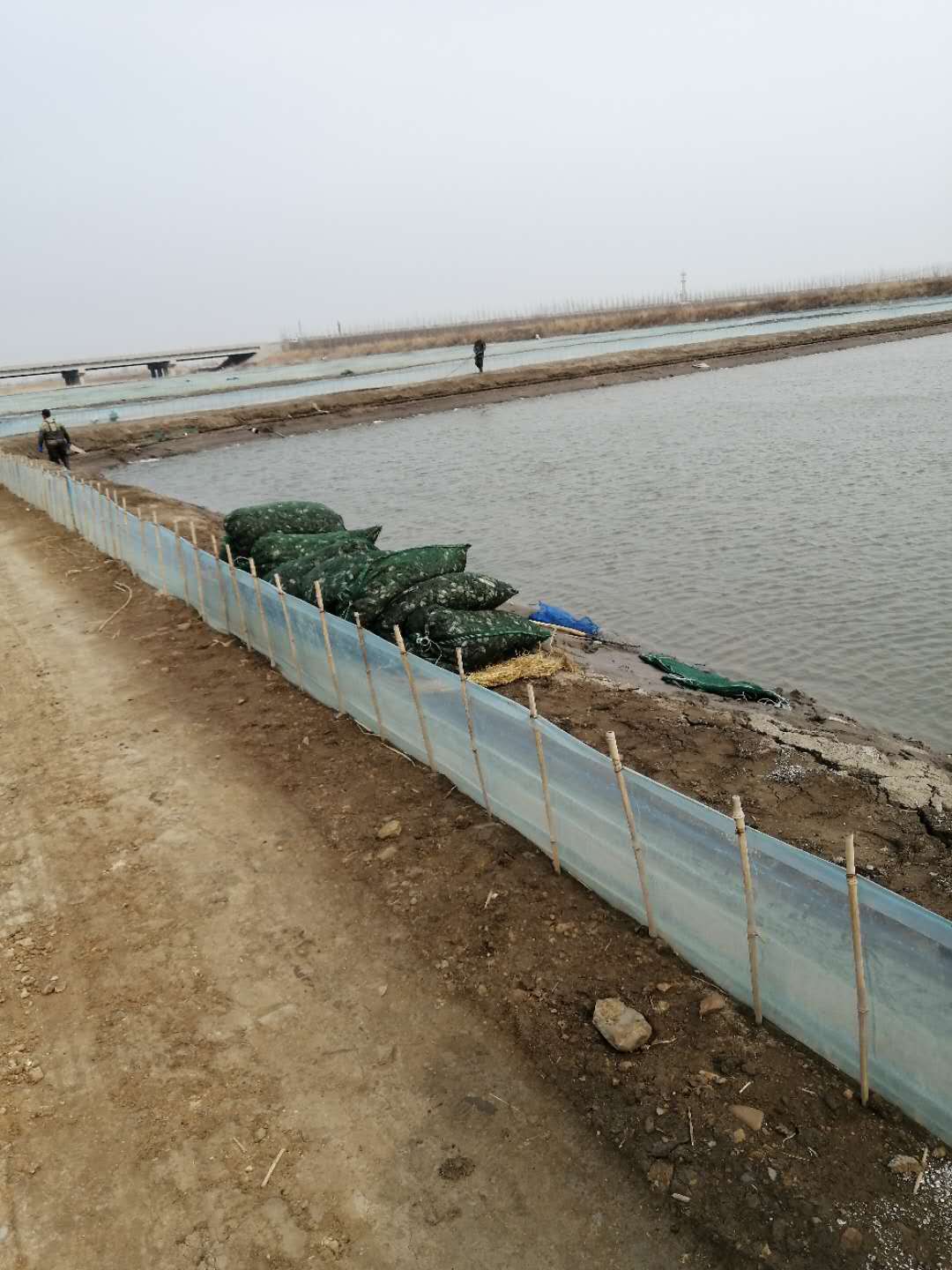 二力蟹苗起捕現(xiàn)場(chǎng)