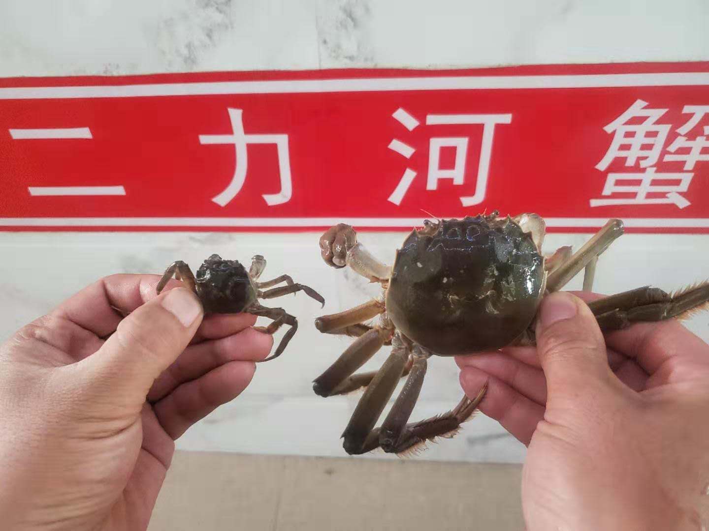 比較蟹苗與成品規(guī)格河蟹