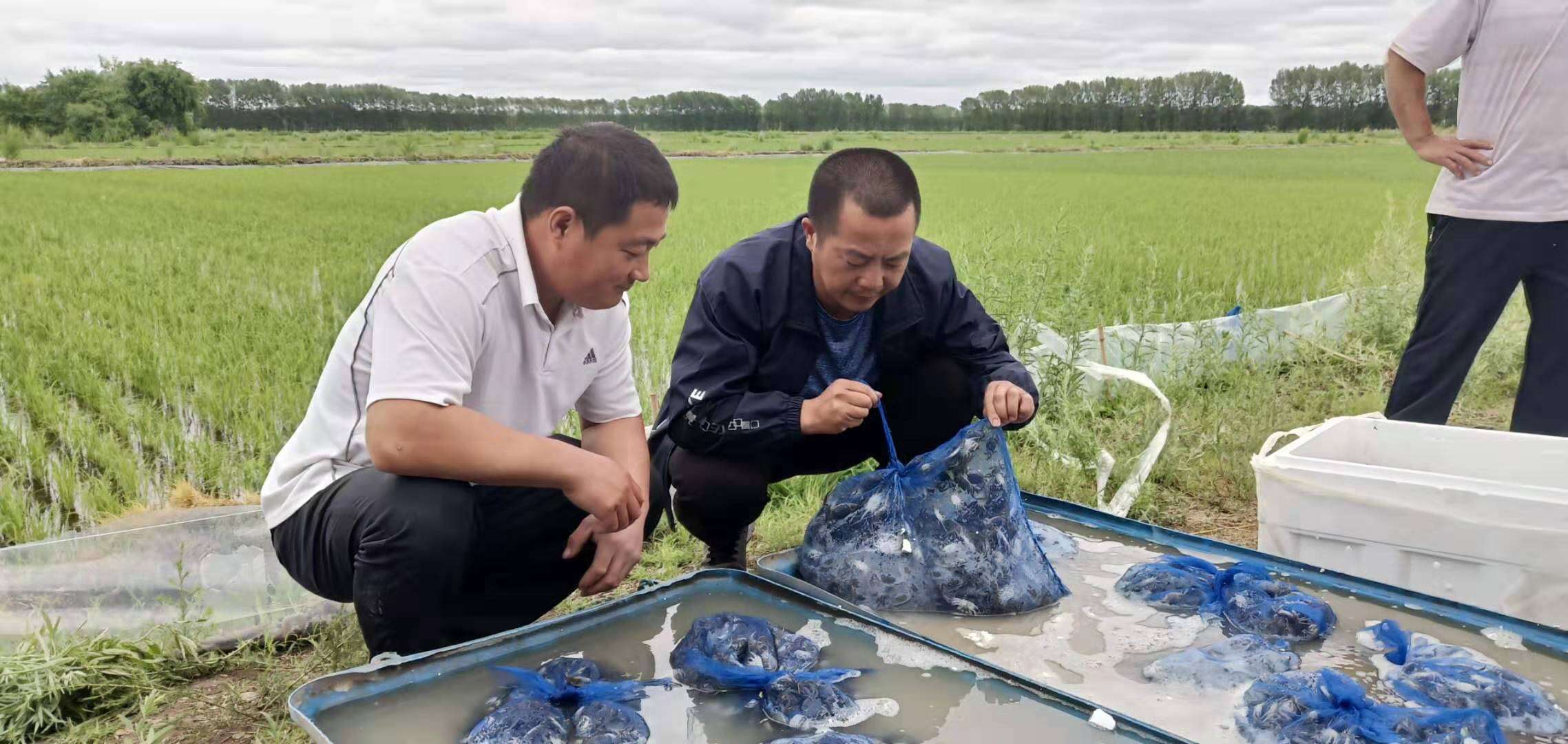 稻田養(yǎng)蟹蟹苗投放