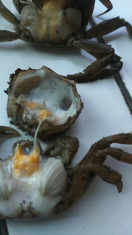 如何鑒定河蟹牛奶病