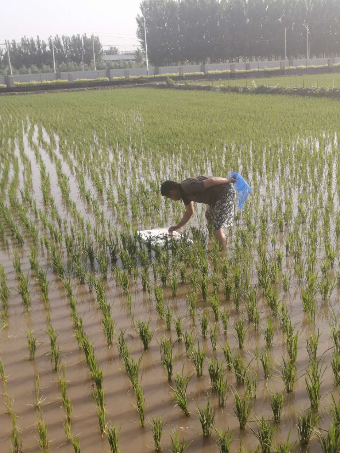 稻田養(yǎng)蟹技術流程之投放蟹苗
