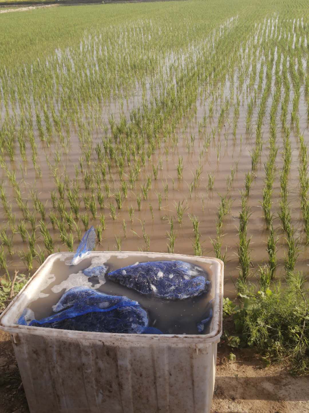 稻田養(yǎng)蟹技術流程之投放前抗應激試水消毒