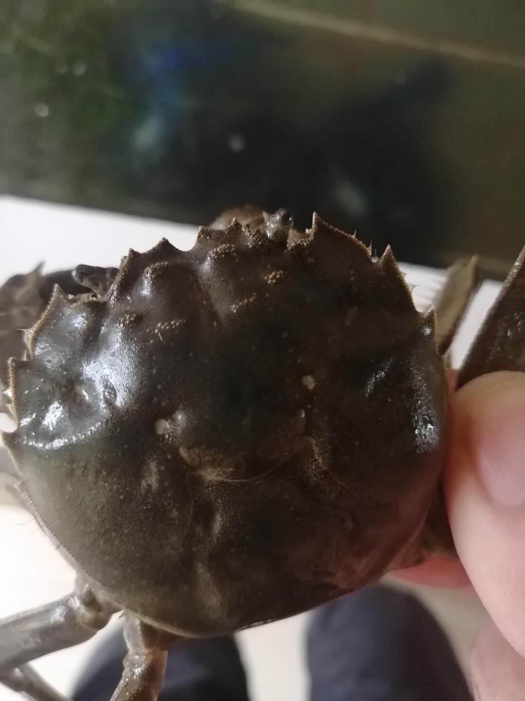 如何挑選盤錦河蟹六月黃