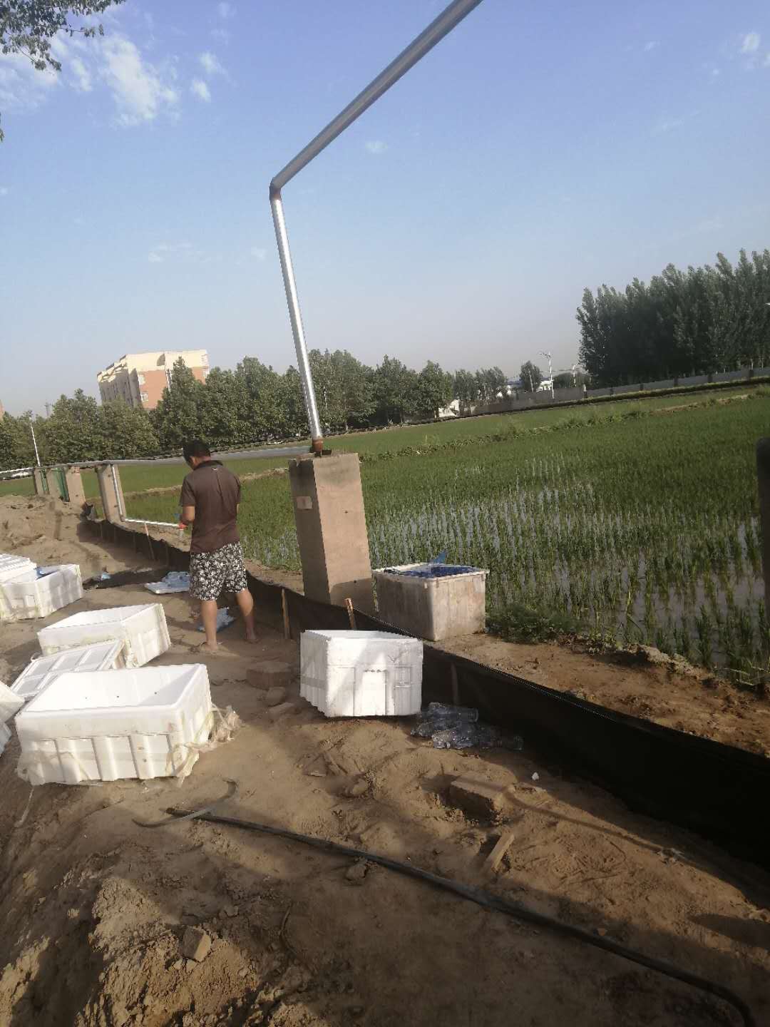 稻田養(yǎng)蟹牛奶病防治