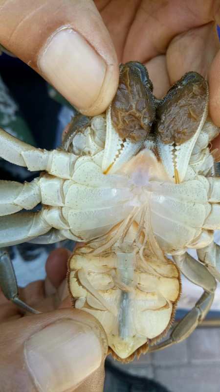 胸腹部白里透紅，是挑選盤錦河蟹六月黃的首選