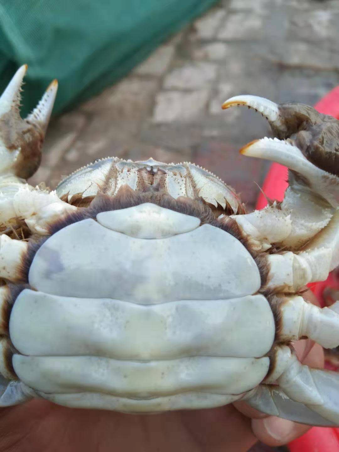 盤錦稻田河蟹批發(fā)價(jià)格表